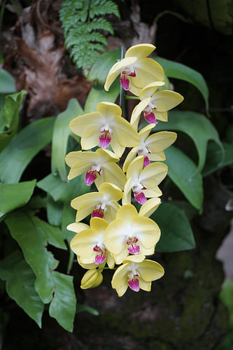 Gelbe Mottenorchidee (Phalaenopsis-Hybride)