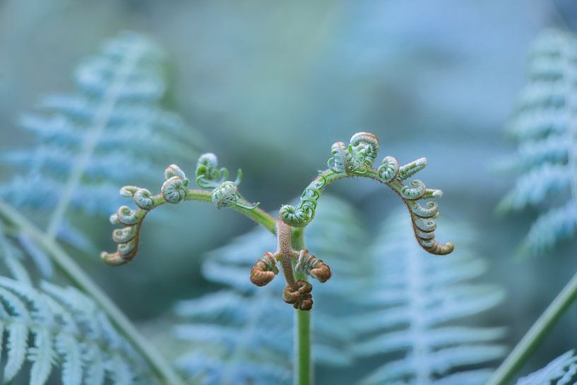 Life Unfolding van Pieter Navis