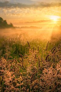 Sonnenaufgang über dem Nationalpark De Weerribben-Wieden an einem schönen nebligen Frühlingsmorgen