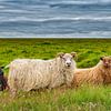 Mouton islandais. sur Ron van der Stappen