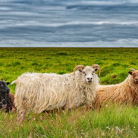 Isländisches Schaf. von Ron van der Stappen