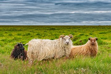 IJslandse schapen. van Ron van der Stappen