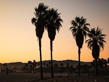 Vier palmbomen voor de Hollywood Hills van Aurica Voss