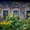 Zonnebloemen voor het raam van Guus Quaedvlieg