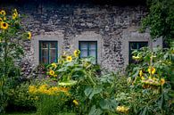 Sonnenblumen am Fenster von Guus Quaedvlieg Miniaturansicht