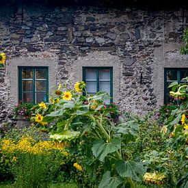 Sunflowers at the window