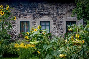 Zonnebloemen voor het raam van Guus Quaedvlieg