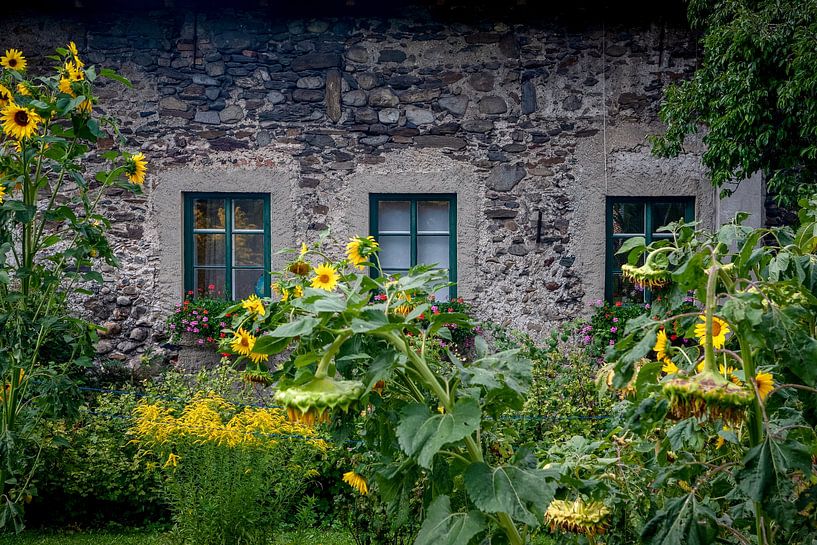 Tournesols à la fenêtre par Guus Quaedvlieg