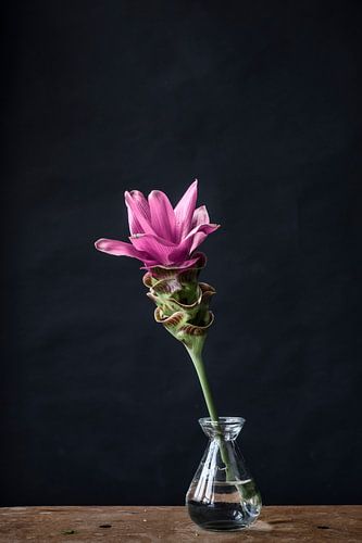 Foto print | roze bloem | botanisch | kleur | modern