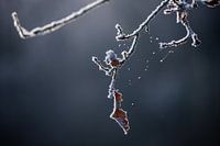 Oak leaf after frost