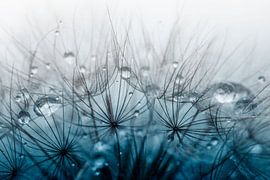 Duvet de pissenlit avec des gouttes sur KB Design & Photography (Karen Brouwer)