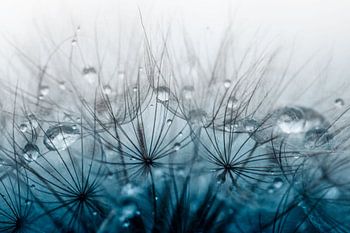 Paardenbloem pluis met druppels in kobalt blauwe kleur