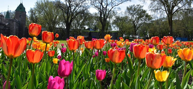 Parliament's garden in spring by Claude Laprise