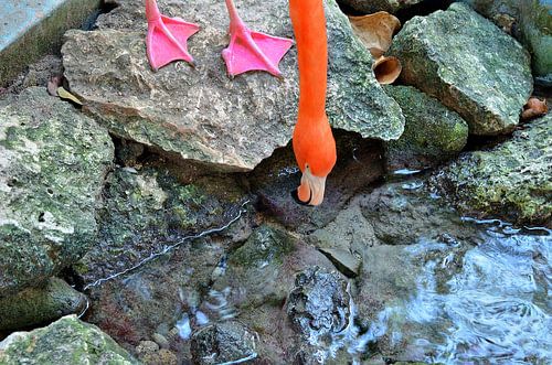 Flamingo in Curaçao