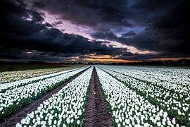 Tulpen by AGAMI Photo Agency