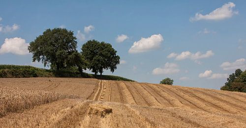 Oogsten in Zuid-Limburg