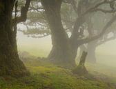 The beautiful Laurissilva forest on the Portuguese island of Madeira shrouded in fog. by Jos Pannekoek thumbnail