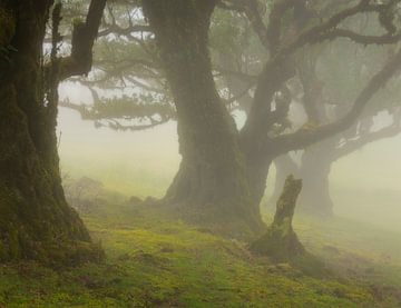 Het mooie Laurissilva bos op het Portugese eiland Madeira gehuld in mist. van Jos Pannekoek