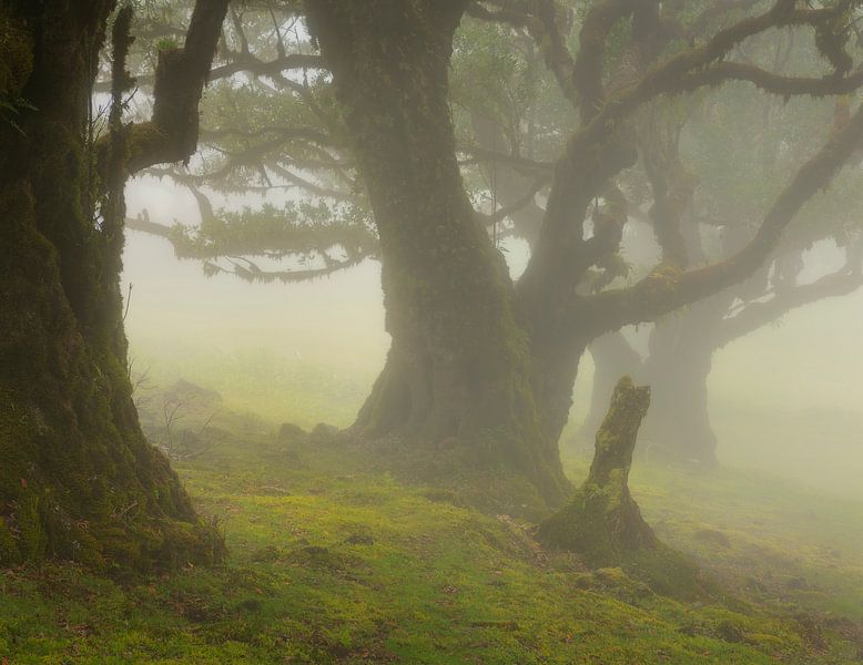 The beautiful Laurissilva forest on the Portuguese island of Madeira shrouded in fog. by Jos Pannekoek