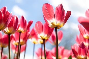 Tulipes roses