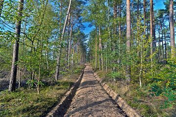 Sonniger, herbstlicher Kiefernwald in Hubertushöhe  von Silva Wischeropp