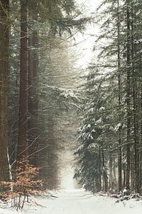 Winterlandschaft in den Niederlanden auf dem Utrechter Höhenrücken