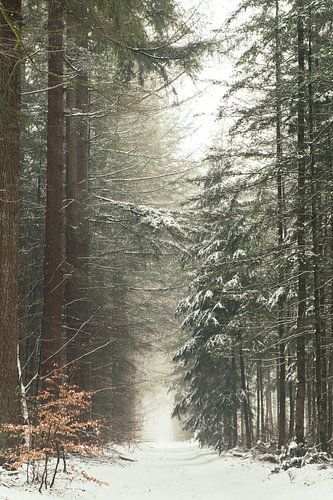 Winter landschap in Nederland op de Utrechtse heuvelrug