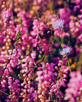 Roze heide met paarse bloemen van Helene Ketzer