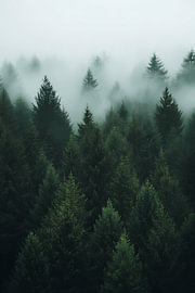 Nebel über dem dunklen Tannenwald – Moody Nature von Dave Schloffi
