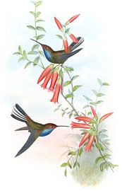 Pied-tail, John Gould by Hummingbirds