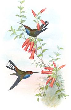 Bonte staart, John Gould van Hummingbirds