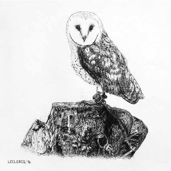 Barn owl by Devon Leclercq