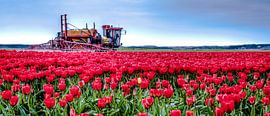 Tulpen Sproeien by Alex Hiemstra