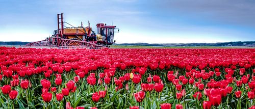 Tulpen Sproeien