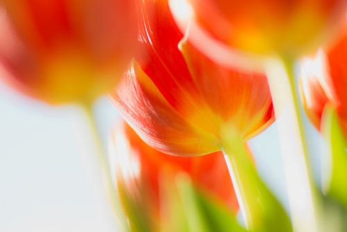 Tulp in tegenlicht