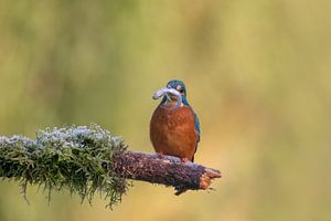 IJsvogel heeft visje in de bek