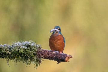 IJsvogel heeft visje in de bek van Tanja van Beuningen