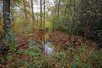 Herbst im Wald #2