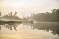 Brouillard dans le Biesbosch.