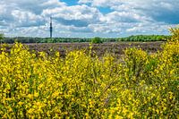 Hilversumse Heide