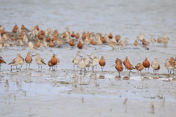 Uferschnepfe mit rotem Schwanz