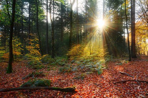 Herfstbos zonsopkomst in het Speulderbos