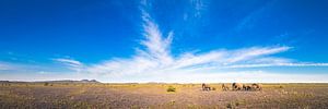 Madikwe Plains van Thomas Froemmel