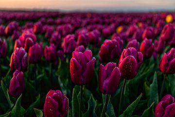 Beautiful tulip fields van Huseyin Bingol