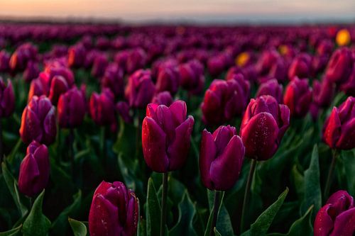 Beautiful tulip fields of Goeree Overflakkee