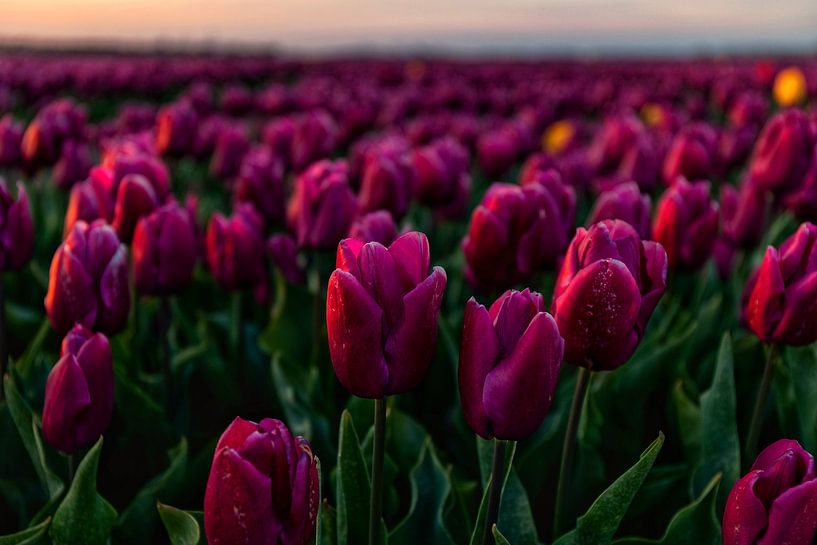 Beautiful tulip fields van Huseyin Bingol