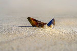 strand met mossel in het zand van eric van der eijk