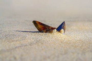 plage avec moules dans le sable