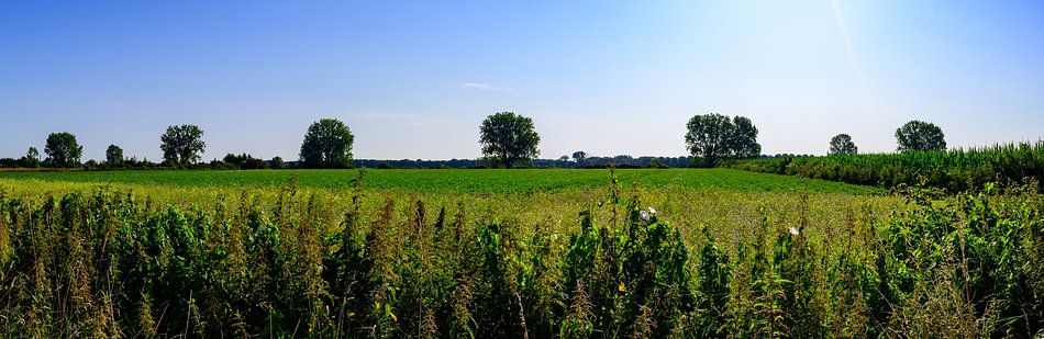 Panorama Bergen: Zomerse Weidsheid in Limburg