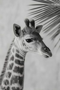 Young Giraffe